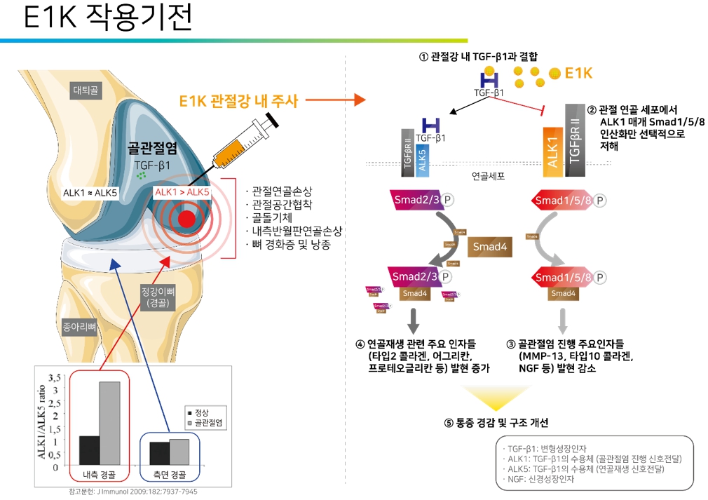 이미지: E1K의 연골 재생 작용기전 모식도