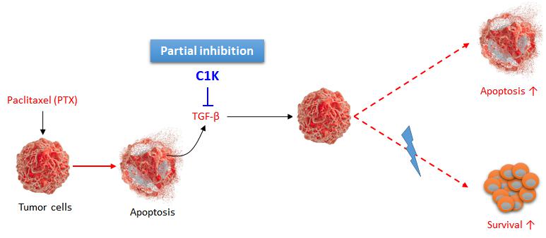 이미지: 카리스1000 작용기전 모식도