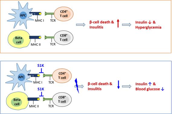 이미지: 실로아100 작용기전 모식도