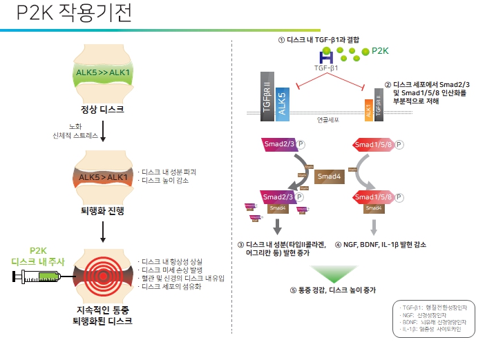 이미지: P2K에 의한 디스크 재생 및 통증경감 작용기전 모식도