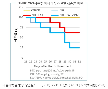 이미지: TNBC 인간세포주 이식 마우스 모델의 생존율 비교(C1K vs 백토서팁)