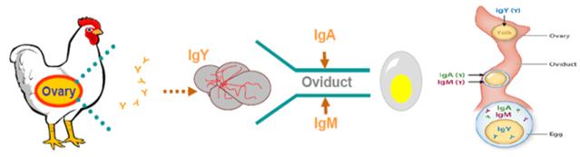 이미지: 난황항체 생산원리 및 작용기전