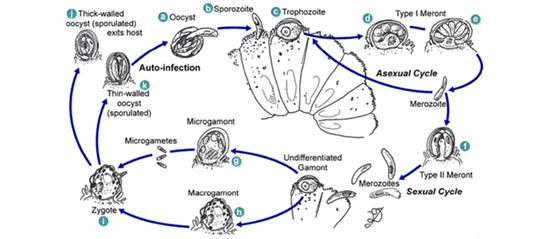 이미지: 크립토 life cycle