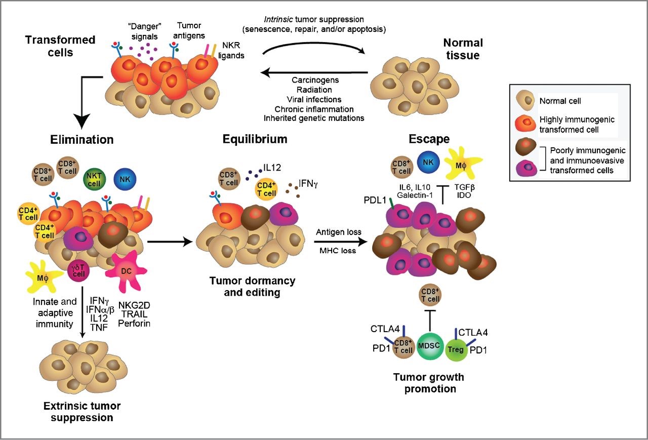 이미지: * 출처: Science 2011, 1565-1570, Annu. Rev. Immunol. 2004, 329-360.
