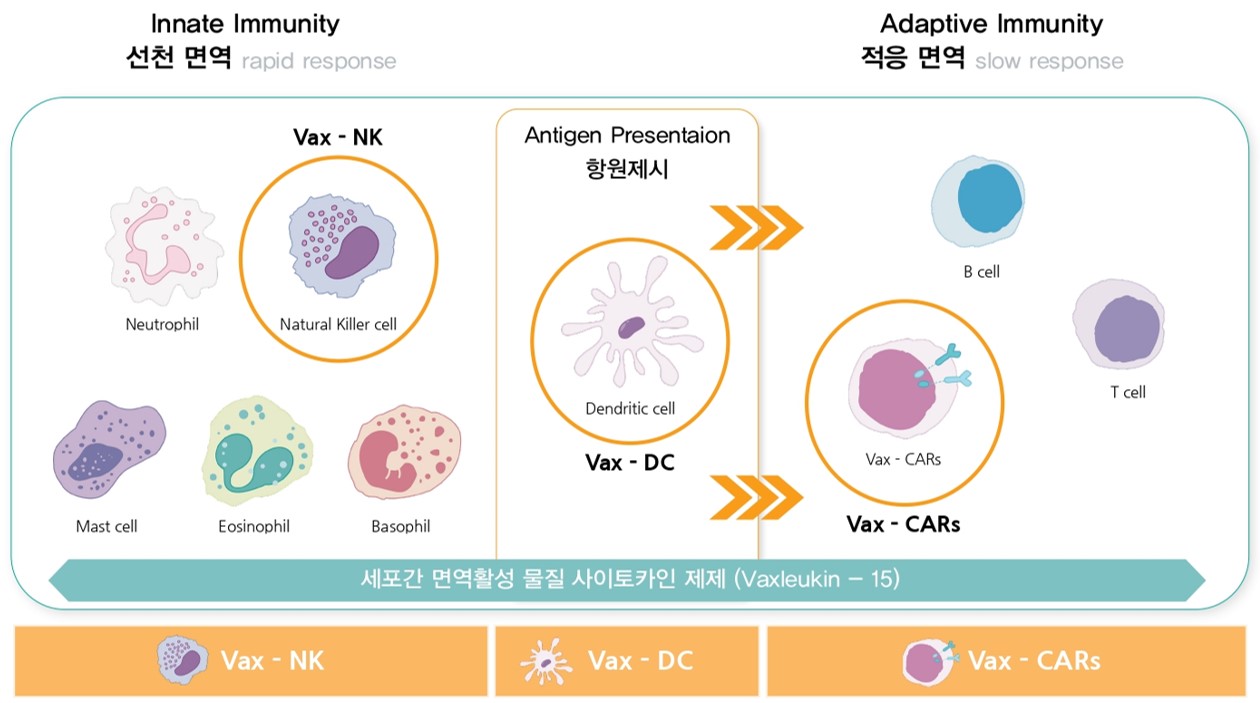 이미지: 항암면역치료제 파이프라인 구성