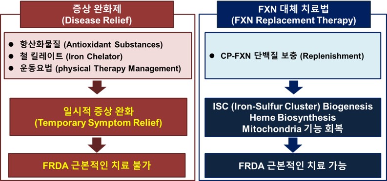 이미지: 프리드리히 운동실조증 치료제 과정