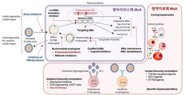 이미지: 만성 B형 간염 치료제의 기전