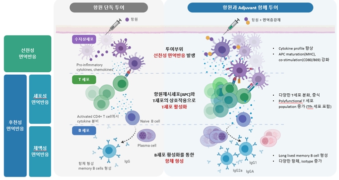 이미지: 면역증강제 mode of action