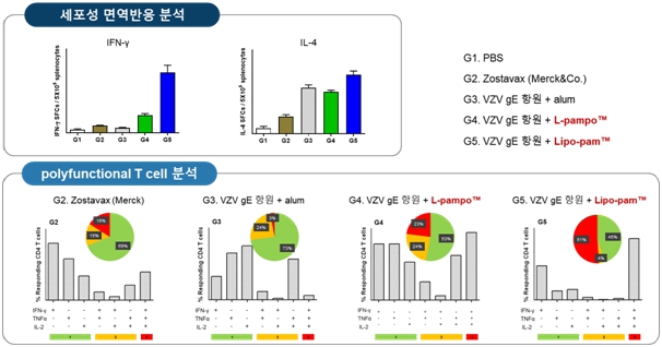 이미지: 상용화된 약독화 생백신(Zostavax, Merck社)과의 효능 비교