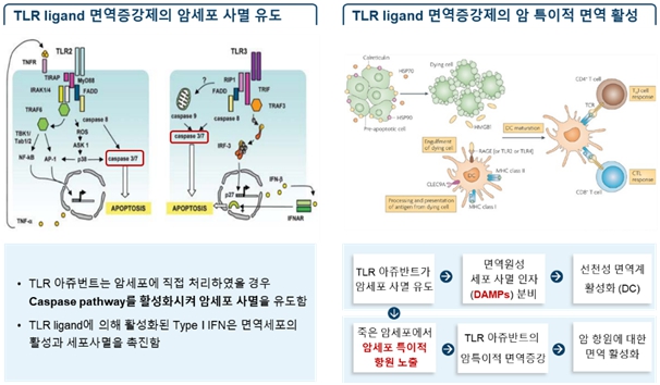 이미지: TLR 리간드 면역증강제의 암세포 사멸 유도 및 암 특이적 면역 활성