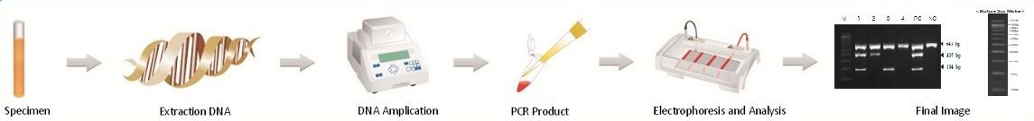 이미지: pcr 진단키트 사용방법
