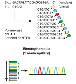 이미지: [Sanger Sequencing의 원리]