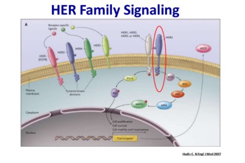 이미지: 파이로티닙_her family signaling