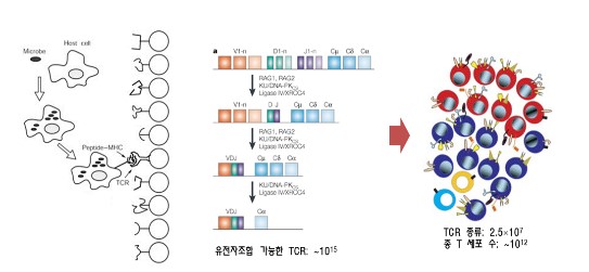이미지: [인간 t 세포 수용체 (tcr) 유전자의 다양성]