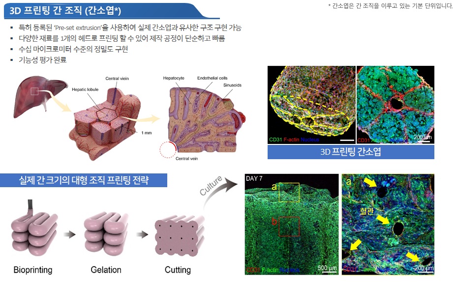 이미지: bio-printed mini tissues (organoids) - liver