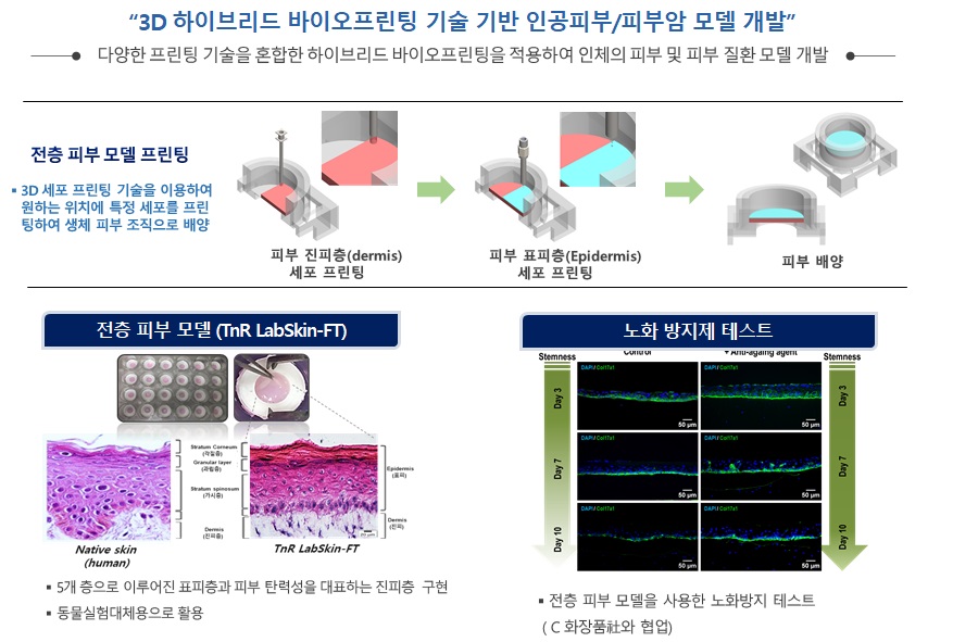 이미지: bio-printed mini tissues (organoids) - skin