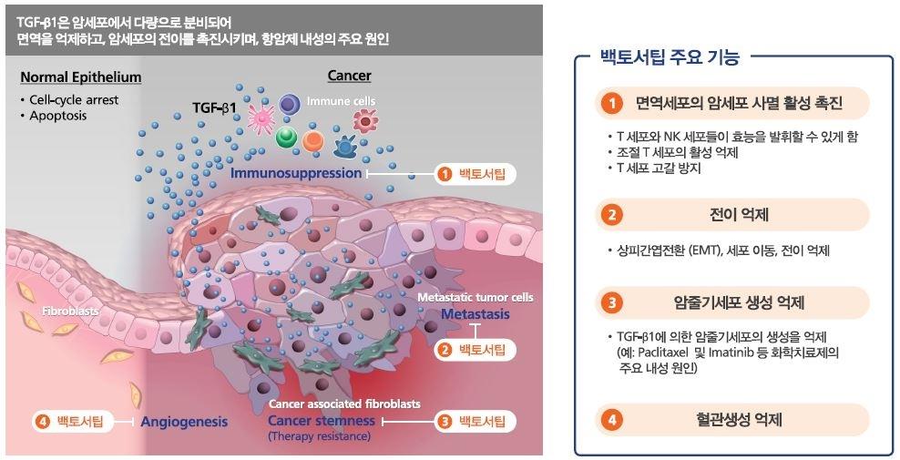 이미지: 암화에서 TGF-β 역할과 백토서팁의 작용점