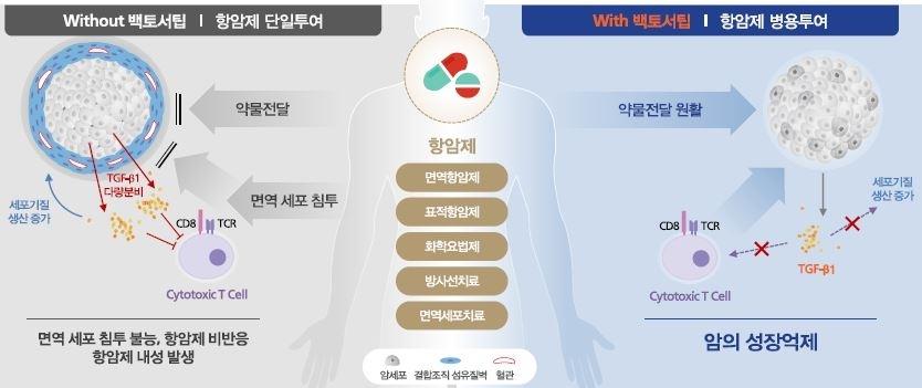 이미지: 종양미세환경에서 TGF-β의 역할과 백토서팁의 사용 가능성