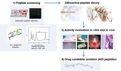 이미지: 생리활성 펩타이드의 신약후보물질로 개발과정
