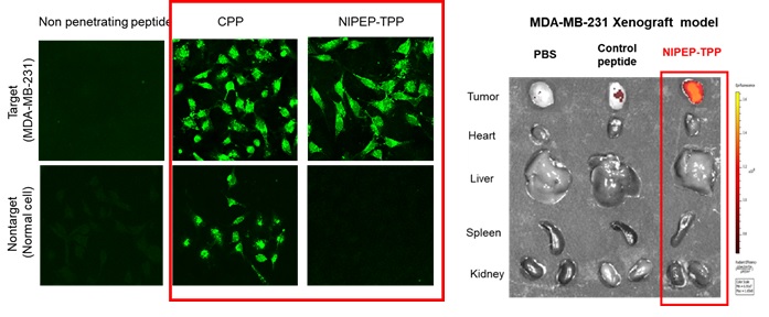 이미지: 타겟 세포 또는 타겟 조직에 전달된 NIPEP-TPP