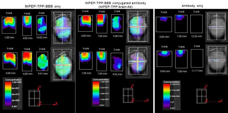 이미지: NIPEP-TPP-BBB 에 의한 뇌전달