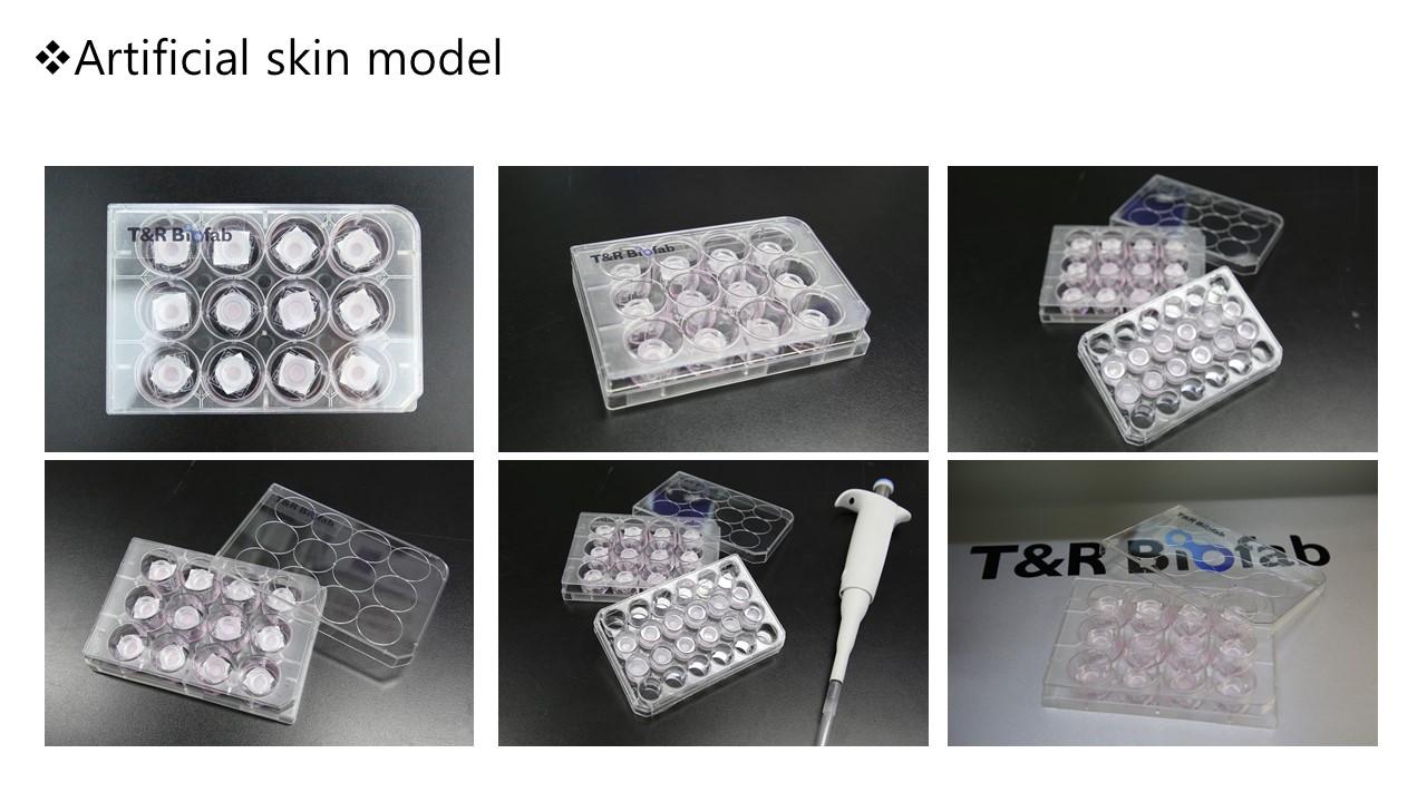 이미지: 3d bioprinting for artificial skin model