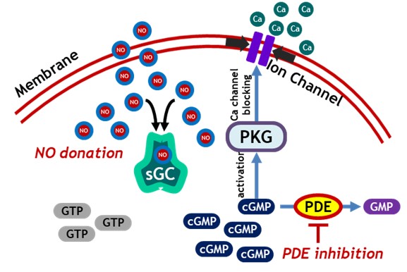 이미지: 그림2. 이중 기능을 갖는 NO-donating PDE inhibitor 작용기전