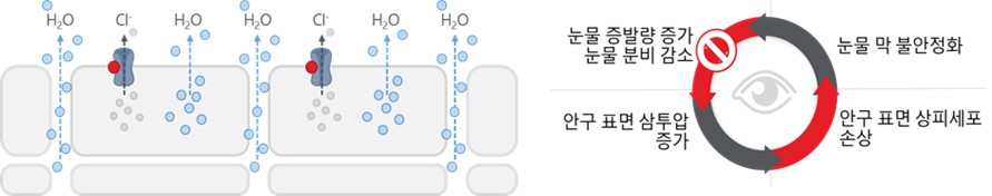 이미지: 그림8. CFTR activator의 작용기전