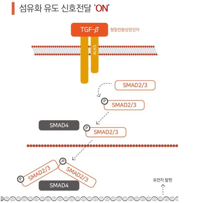 이미지: [tgf-β 의 작용기전]3