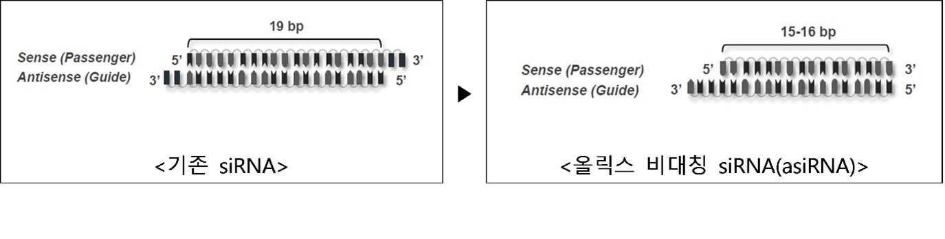 이미지: 그림. 올릭스 비대칭 siRNA(asiRNA) 구조