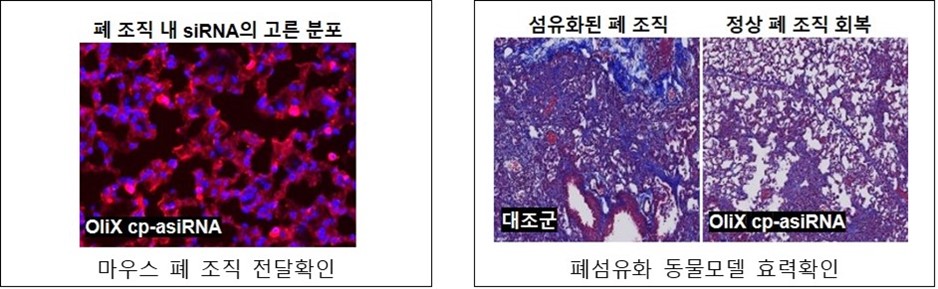 이미지: 그림. 폐 질환 치료제 비임상 효력시험결과 (1)