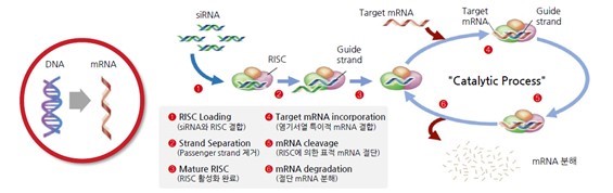 이미지: 그림. RNA간섭 기술