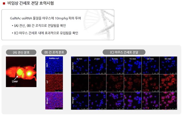 이미지: GalNAc-asiRNA 비임상 간세포 전달 효력시험