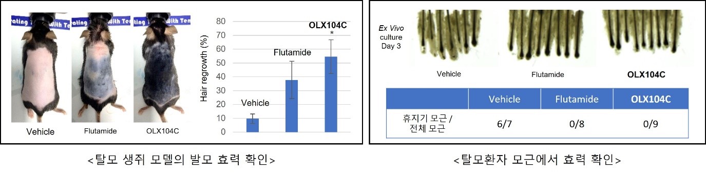 이미지: OLX104C 비임상 효력시험 결과