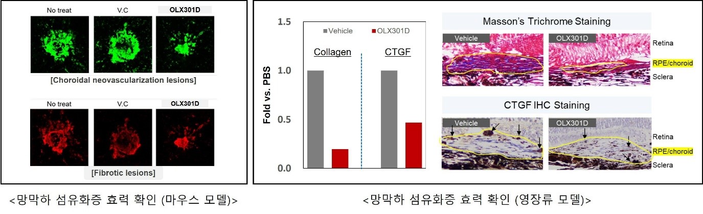 이미지: OLX301D 비임상 효력시험결과