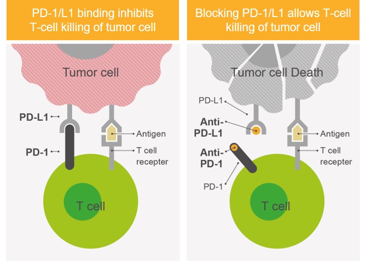 이미지: [PD-1/L1 작용기전]