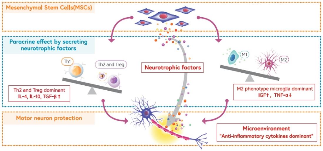 이미지: 뉴로나타-알주의 작용기전