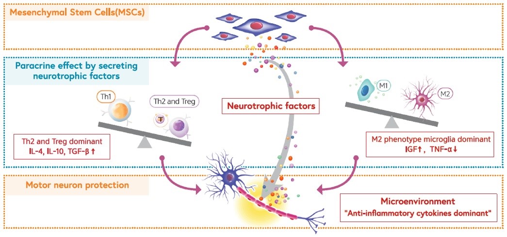 이미지: 뉴로나타-알주의 작용기전