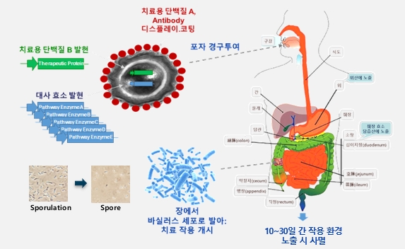 이미지: 포자-마이크로바이옴 장 전달 기술