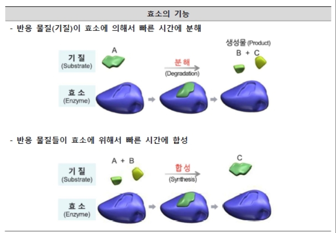 이미지: 효소의 기능