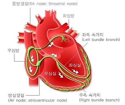 이미지: 심장의 전기전도 시스템