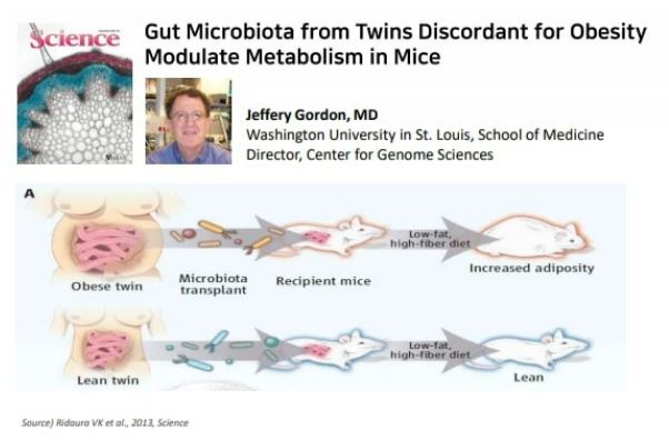 이미지: jeffry gordon 연구결과