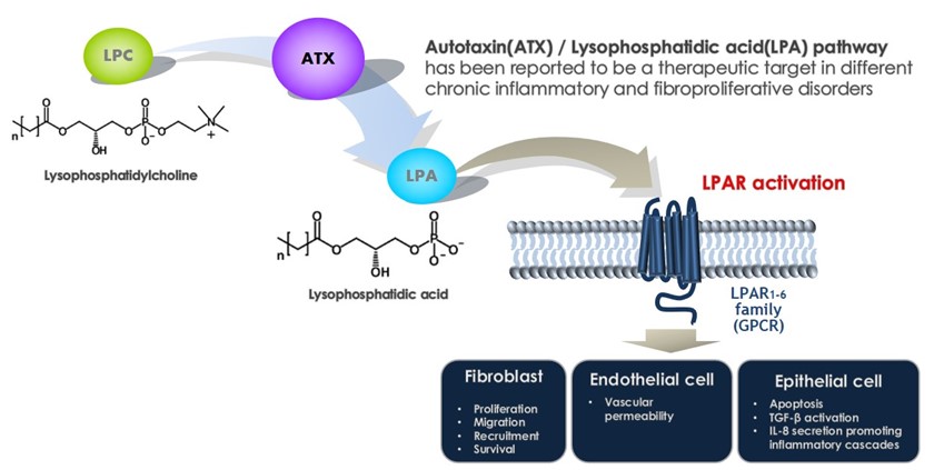 이미지: 그림5. atx inhibitor 작용기전