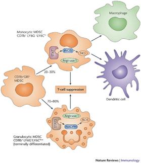 이미지: mdsc의 면역억제 기전