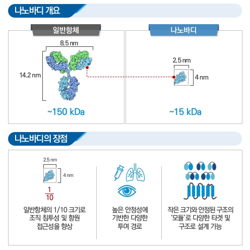 이미지: (출처: PDB-101, Molecule of the Month; Nanobodies 인용 수정)