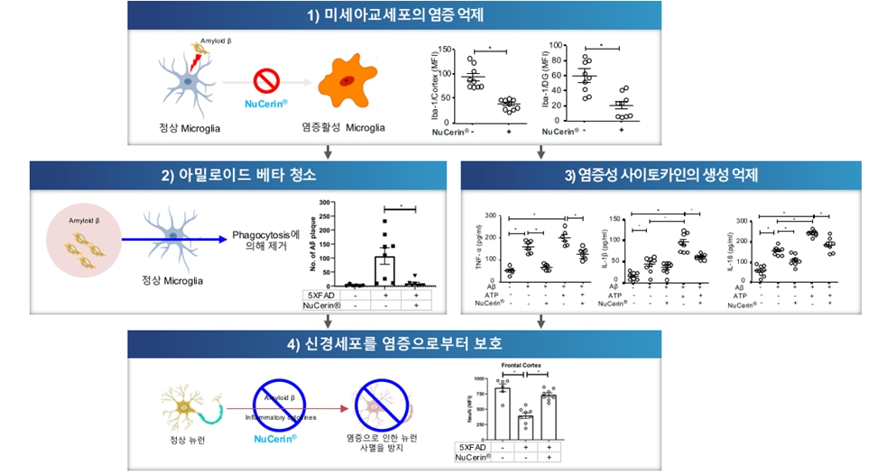 이미지: (출처: Front Immunol. 2022; 13: 766919 인용 수정)
