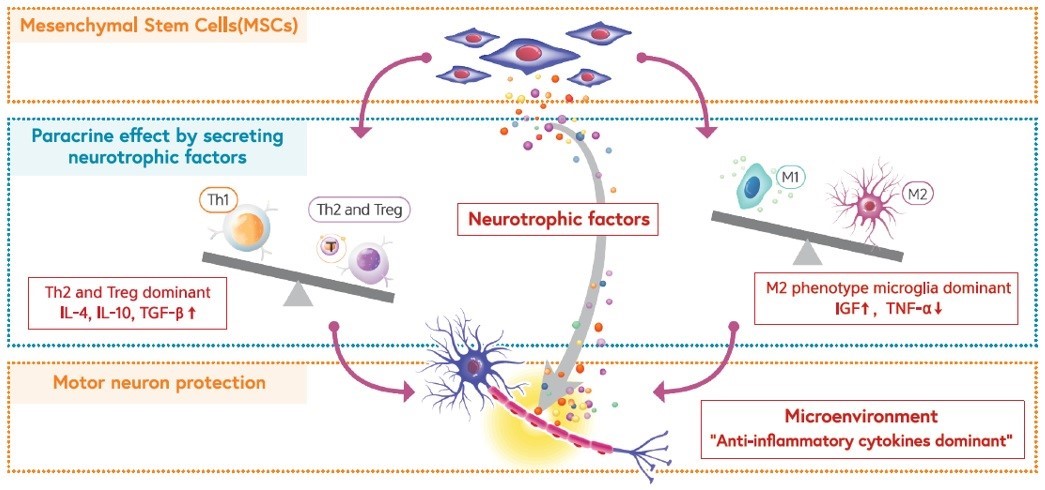 이미지: 뉴로나타-알주의 작용기전