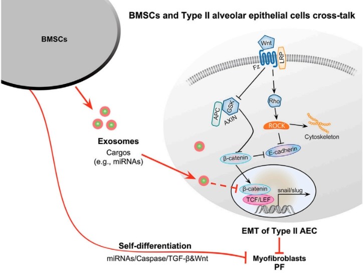 이미지: 작용기전-1