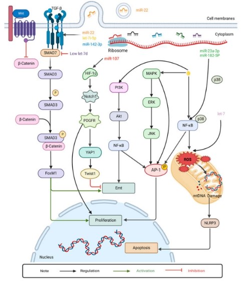 이미지: 작용기전-2