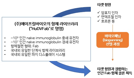 이미지: 항체 라이브러리[HuDVFab] 개요도